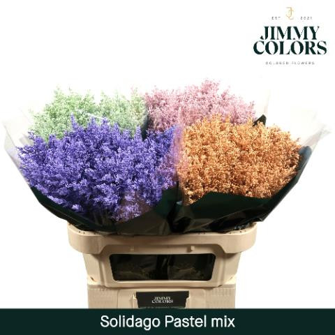 Solidago Ov Klb H% 70 sm
