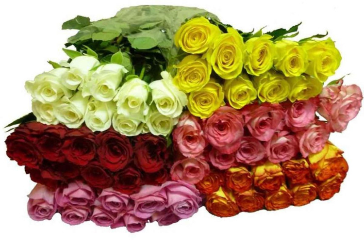 Rose Kenya Mix 70 sm