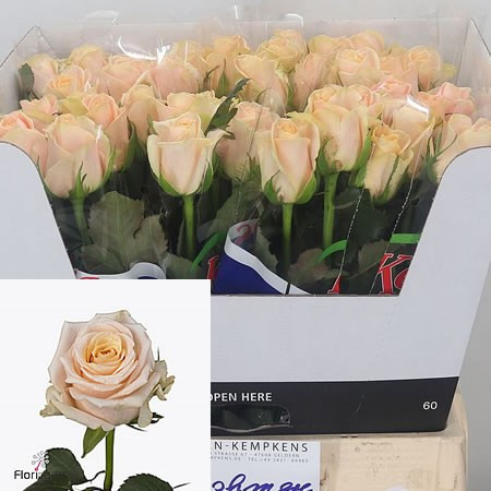 Rose Cashmere 60 sm