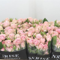 Spray Pink Irischka 70 sm Х10