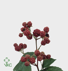 Rubus Fr Chester