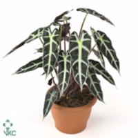 Alocasia Bambino