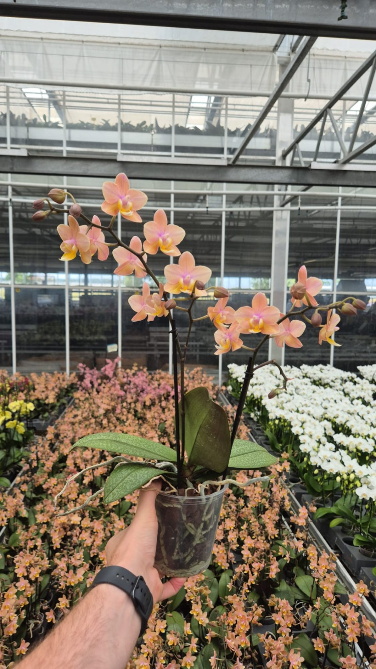Phal 2-tak Scention Oranje Sort 12/35