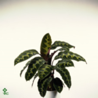 Calathea Warscewiczii