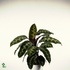 Calathea Warscewiczii