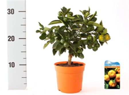 Citrofortunella Calamondin Op Mini Stam