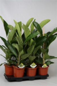 Ficus Be Roy (grower)