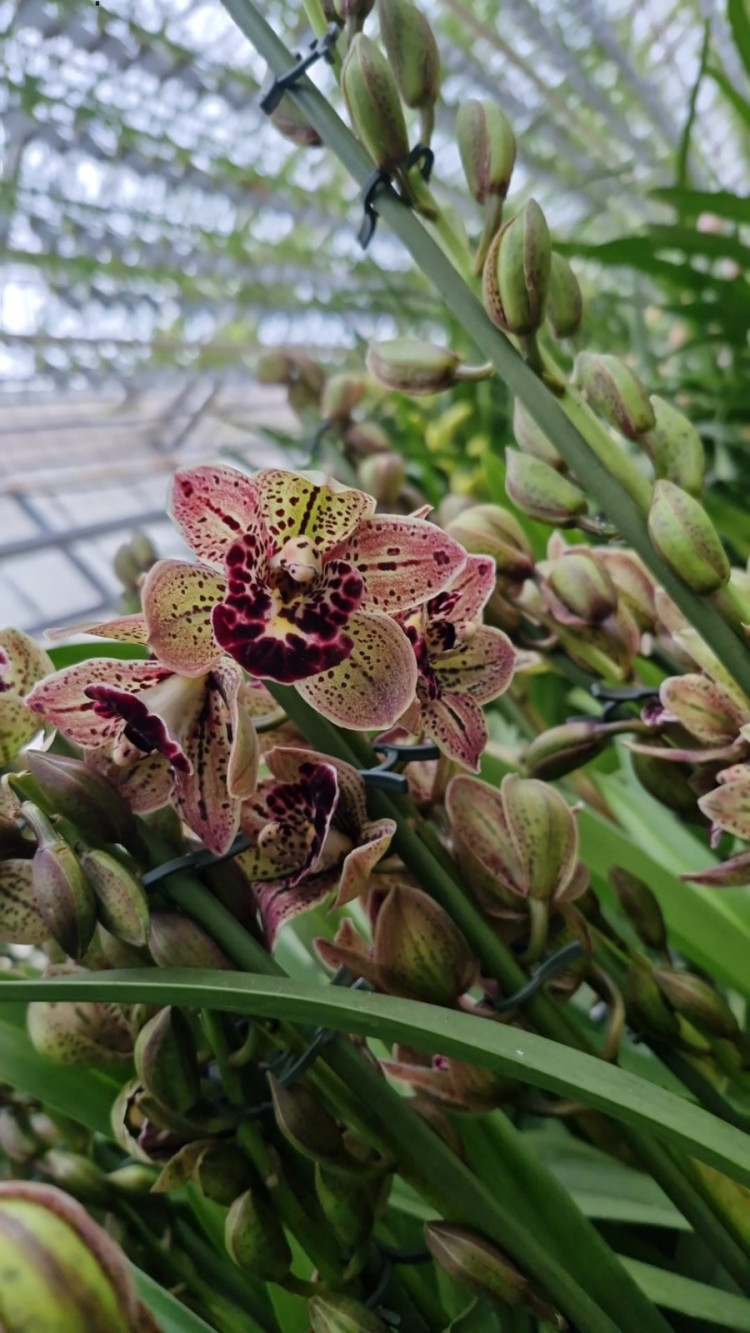 Cymbidium 1-tak Magic Bird 12/80