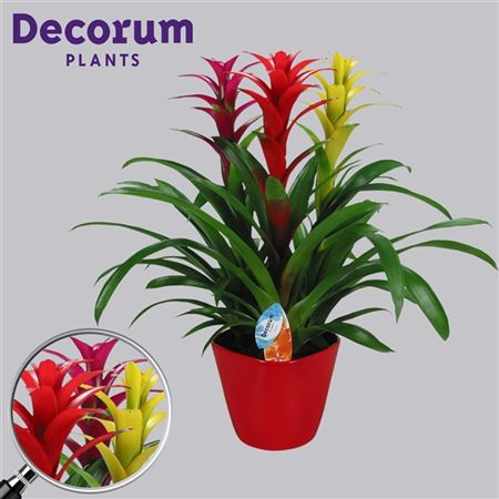 Guzmania Carnaval Forma Rood