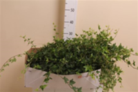 Hedera He Shamrock