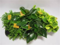 Peperomia Gemengd
