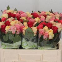 Rose Kenya mix 80 sm