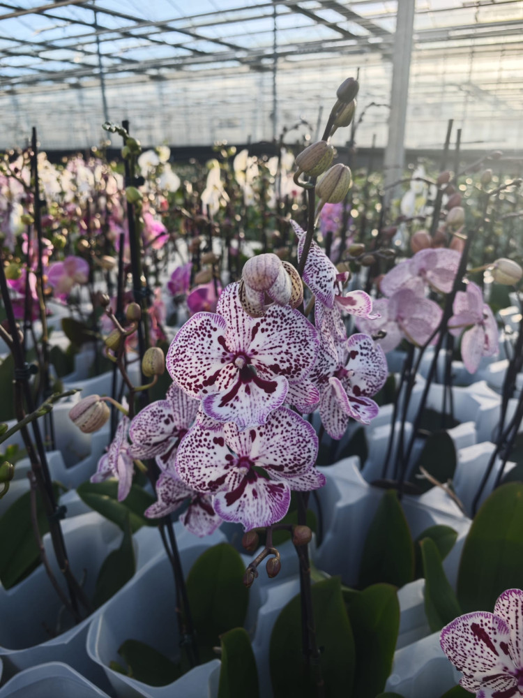 Phal 2-tak Phalaenova White Pink Lip 12/65