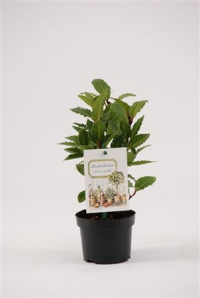 Laurus Nobilis 10/25