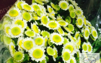 Chr Santini Sun Up 75g X25