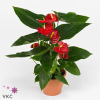 Anthurium Am Elegans 14/50