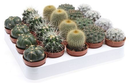 Cactus Mix 18 Srt 505/5