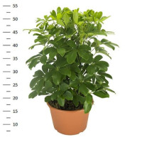 Schefflera Ar Nora 27/115