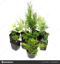 Juniperus 12/20