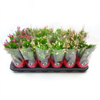Schlumbergera Mix 9/20