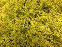 Solidago Yellow 80 sm
