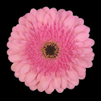 Gerbera Mini Mix Purple X30 Holland