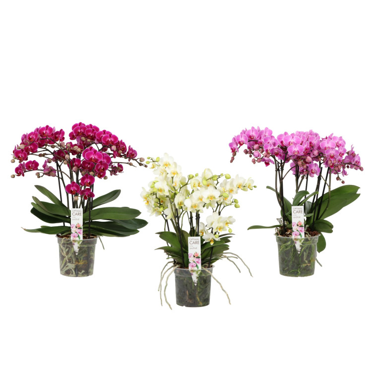 Phal Bellisimo A2 Mix 15/50
