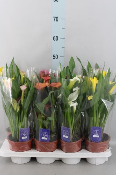 Ctenanthe Compactsta 17/80