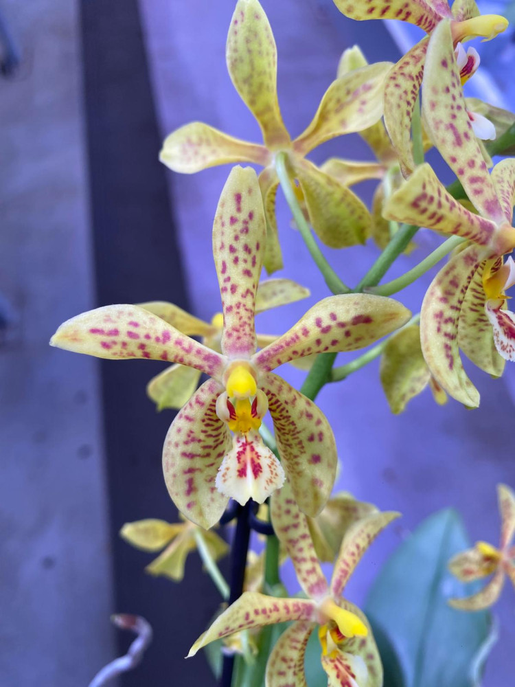 Phal Star-Fish 12/65