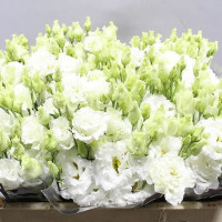 LisianthusCeleb Crystal 72 cm Holland