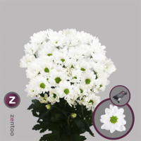 Chr T Chic Decorum 95g X5