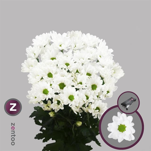 Chr T Chic Decorum 95g X5