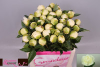 Paeonia Bridal Shower X 5 Holland