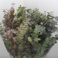 Eucalipt Cinerea France 75sm 400g