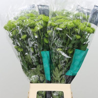 Chr T Code Green X5