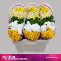 Chr Santini Sunny Mix X25