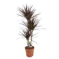 Dracaena Marginata Magenta 3pp 21/115
