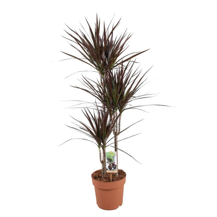 Dracaena Marginata Magenta 3pp 21/115