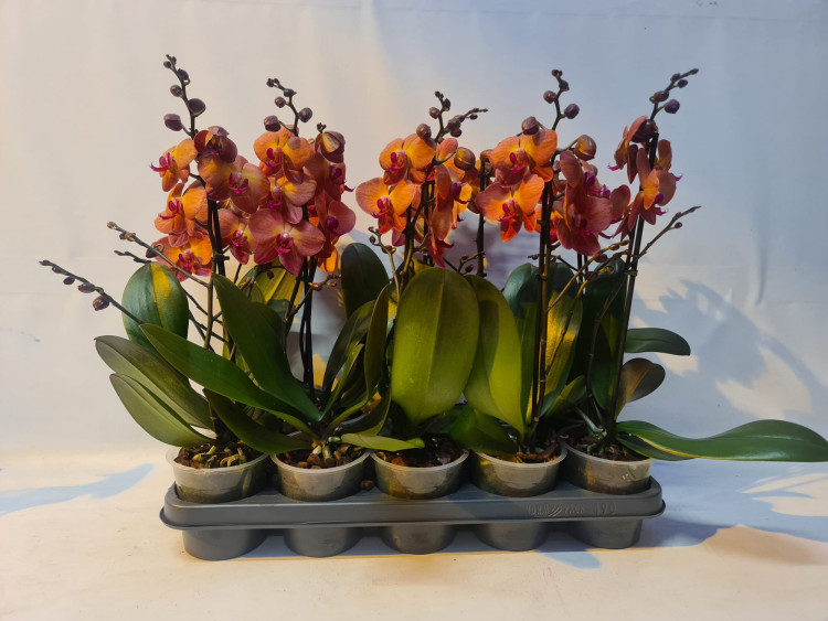 Phal 2-tak A2 Bruin Multi 9/40