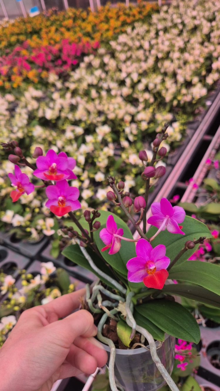 Phal 1-tak Vanille Blue VG 6/20
