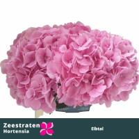 Hydr Z Elbtal RZ X5 - 50cm