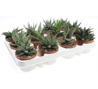 Aloe Safari Zambezi 10/14