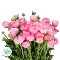 Ranunculus Elegance Pink Super X30