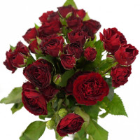 Spray Red Sensation 50 sm