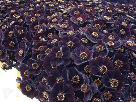 Cosmos Black Beauty