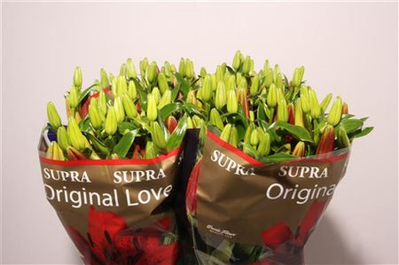 Li La Original Love Supra