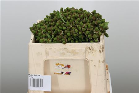 Rubus Fr Thornle