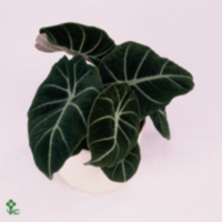 Alocasia Black Velvet