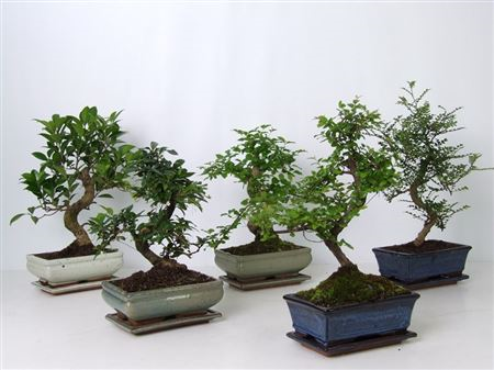 Bonsai Gemengd + Schotel