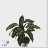 Calathea Warscewiczii